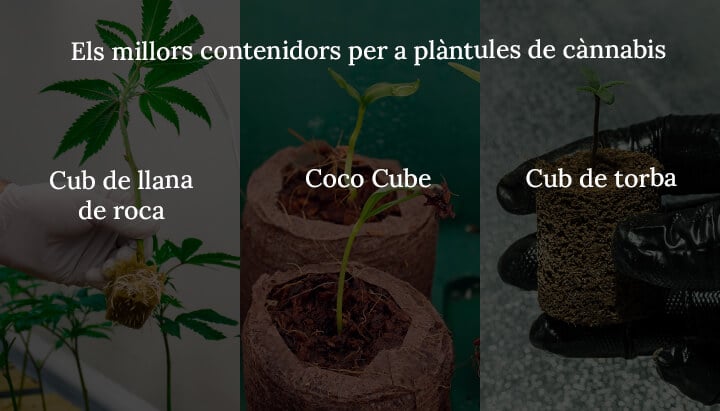 Best continers for cannabis seedling