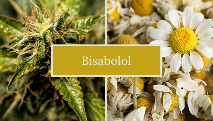 Image comparing cannabis and chamomile flowers, labeled "Bisabolol" highlighting bisabolol's presence in both plants.