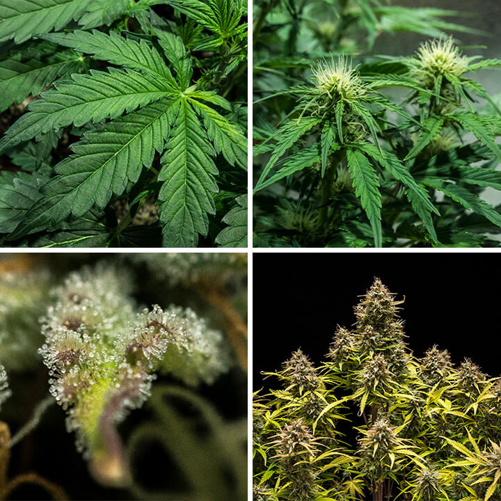 Collage of four images illustrating the germination process of Blue Cheese Auto cannabis seeds, created by Royal Queen Seeds. This visual accompanies guidance on optimal germination techniques, temperature management, and soil preparation for this productive strain.