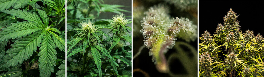 Collage of four images illustrating the germination process of Blue Cheese Auto cannabis seeds, created by Royal Queen Seeds. This visual accompanies guidance on optimal germination techniques, temperature management, and soil preparation for this productive strain.