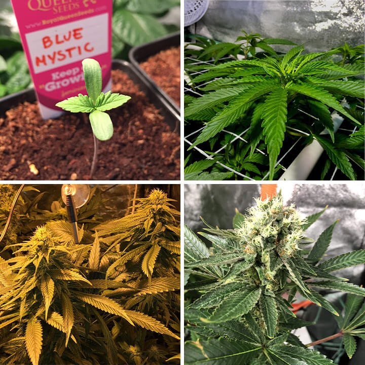 Collage showing Blue Mystic cannabis growth stages: seedling, young plant with leaves, budding flower, and mature plant with dense buds. A hybrid strain known for sweet berry flavor and relaxing effects.