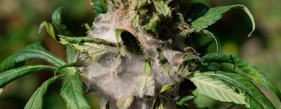 How to Avoid Mouldy Weed During Drying and Curing
