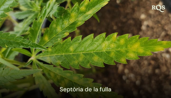 Fulla de cànnabis afectada per la septoriosi de les fulles, mostrant taques grogues i descoloració causada per una infecció fúngica. Exemple de groguejament de fulles de cànnabis i taques grogues a les fulles.