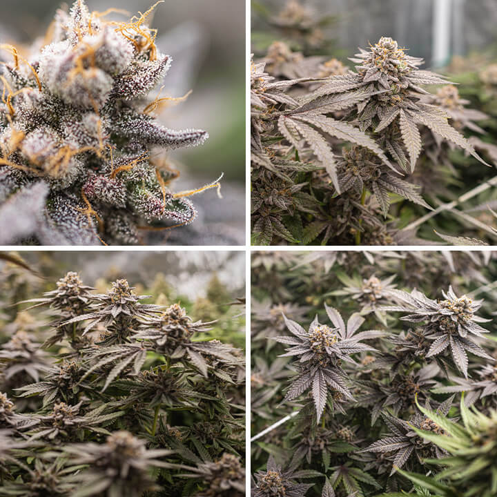 Dynamite Diesel cannabis plant at different growth stages. Top left: Close-up of a bud. Top right: Flowering plant with forming buds. Bottom left: Mature plant with dense buds. Bottom right: Another close-up of a bud