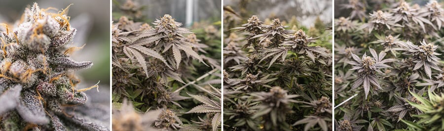 Dynamite Diesel cannabis plant at different growth stages. Top left: Close-up of a bud. Top right: Flowering plant with forming buds. Bottom left: Mature plant with dense buds. Bottom right: Another close-up of a bud