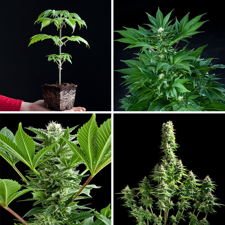 Fruit Spirit cannabis plant at different growth stages: seedling, young plant, flowering plant with buds, and mature plant with dense buds.