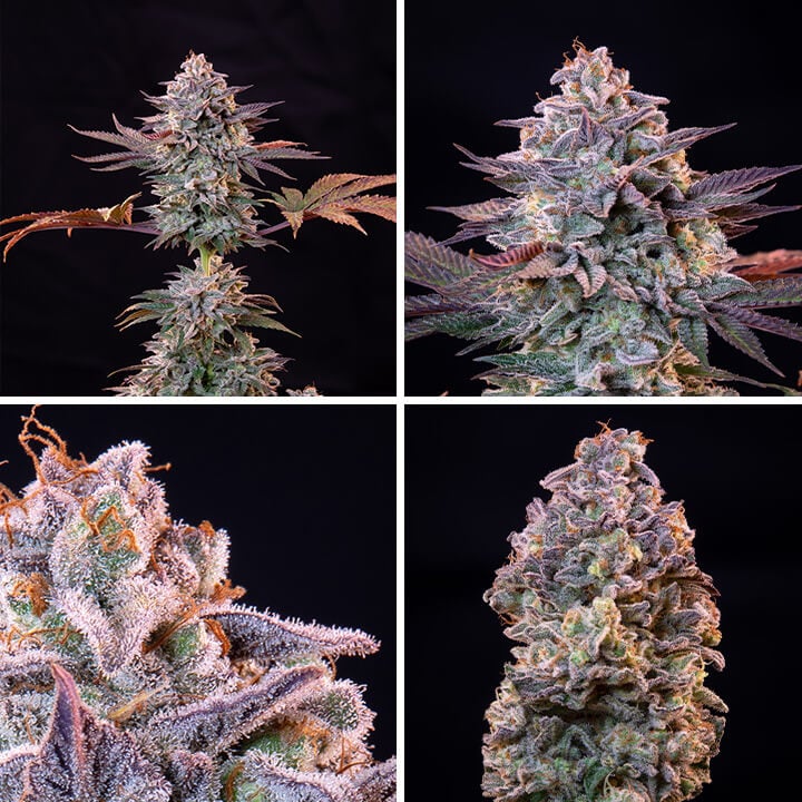 Explore the growth stages of an ICE cannabis plant: seedling, young plant, flowering plant with buds, and mature plant with dense buds. ICE is a popular hybrid strain known for its sweet berry flavor and relaxing effects.