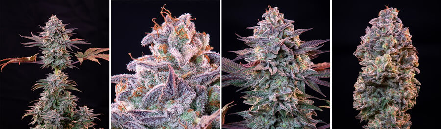 Explore the growth stages of an ICE cannabis plant: seedling, young plant, flowering plant with buds, and mature plant with dense buds. ICE is a popular hybrid strain known for its sweet berry flavor and relaxing effects.