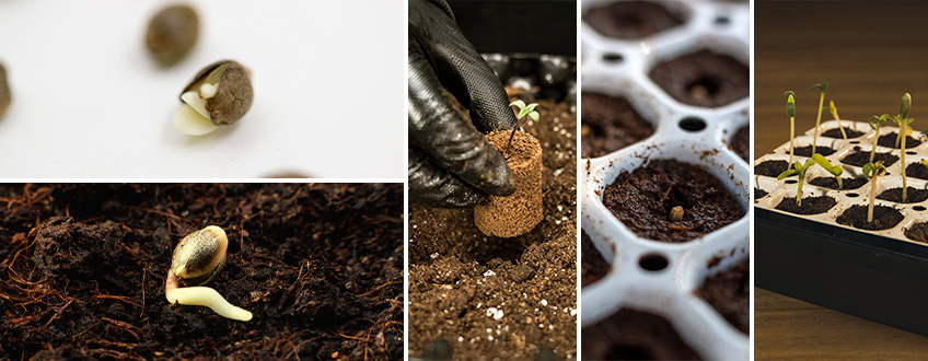 How to Professionally Germinate Cannabis Seeds: Award-Winning Seed