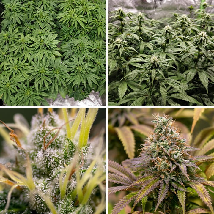 A Kali Dog cannabis plant at various growth stages, from seedling to mature, with dense buds. Known for its citrus flavor and uplifting effects.