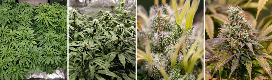 A Kali Dog cannabis plant at various growth stages, from seedling to mature, with dense buds. Known for its citrus flavor and uplifting effects.