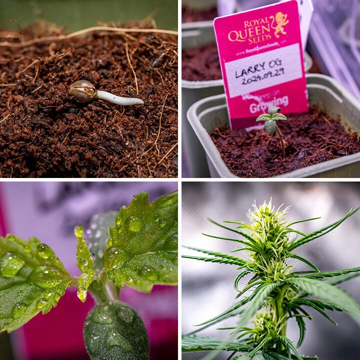 Collage of four images showcasing the growth stages of Larry OG cannabis, starting from a sprouting seed, progressing through vegetative growth, and ending with a mature, flowering plant.