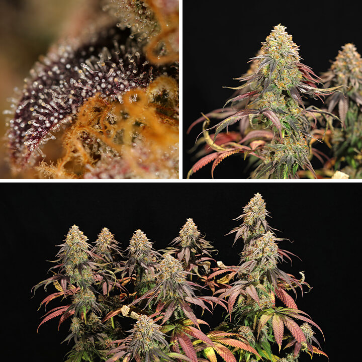 Collage of three images showing the germination and growth stages of Legendary OG Punch cannabis plants, highlighting their full structure, trichomes up close, and dense buds during the flowering phase.