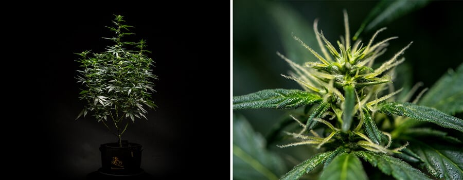 Planta de cànnabis Mimosa Auto a la Setmana 6 de floració, mostrant una estructura ben desenvolupada amb múltiples branques i un fullatge dens, juntament amb un primer pla de flors amb pistils i tricomes visibles.