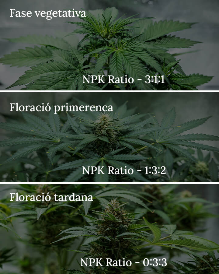 NPK ratio in cannabis