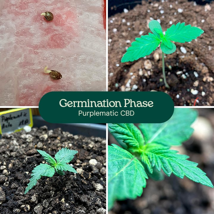 A collage of images depicting the Purplematic CBD strain, showcasing various stages of its growth, including germination and plant structure.