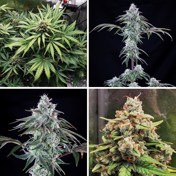 Royal Cheese cannabis plant growth stages. Early budding, mature dense buds, and close-up details. Hybrid strain famous for strong cheese flavor and relaxing effects.