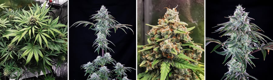 Royal Cheese cannabis plant growth stages. Early budding, mature dense buds, and close-up details. Hybrid strain famous for strong cheese flavor and relaxing effects.