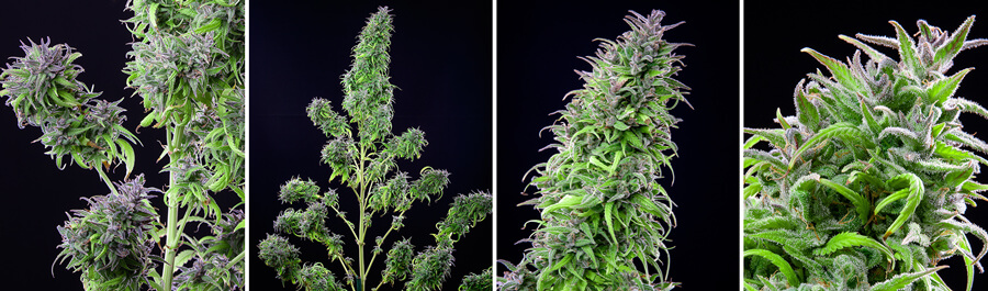 Collage of four images showcasing the Royal THCV cannabis plant at different angles, highlighting its dense buds and frosty trichome coating. A sativa-dominant strain with a balanced THCV and THC content from Royal Queen Seeds.