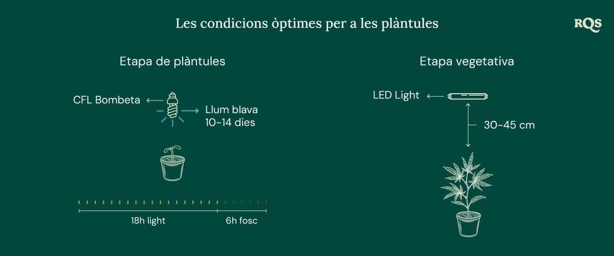 Light Conditions for cannabis seedling