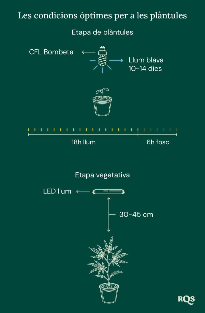 Light Conditions for cannabis seedling