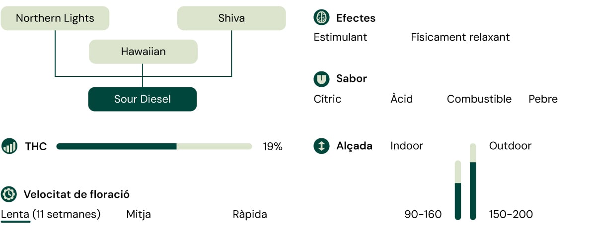 Sour Diesel Characteristics