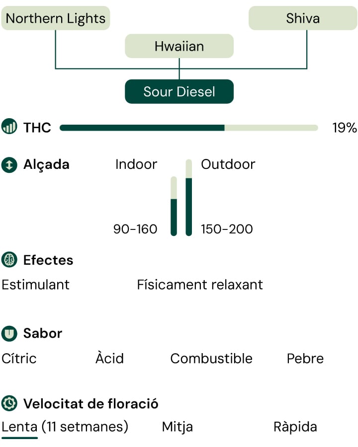 Sour Diesel Characteristics