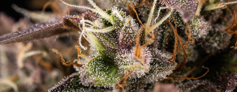 White Widow Auto Grow Journal: Harvest