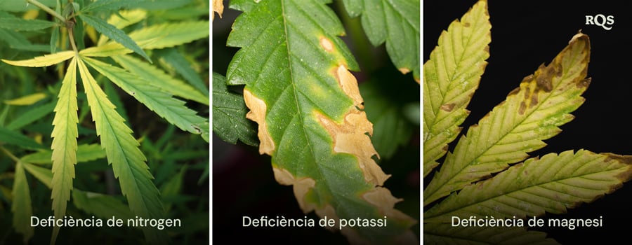 Fulles de cànnabis afectades per deficiències de nitrogen, potassi i magnesi, amb patrons clars de groguejament i enfosquiment. Relacionat amb el groguejament de la planta de cànnabis de baix cap a dalt i les puntes grogues de les fulles.