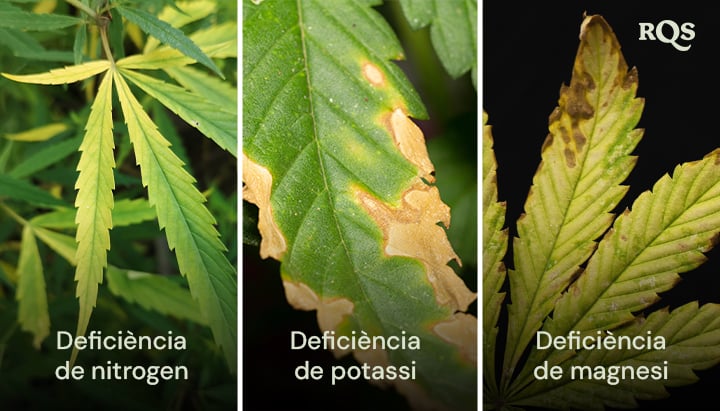 Fulles de cànnabis afectades per deficiències de nitrogen, potassi i magnesi, amb patrons clars de groguejament i enfosquiment. Relacionat amb el groguejament de la planta de cànnabis de baix cap a dalt i les puntes grogues de les fulles.