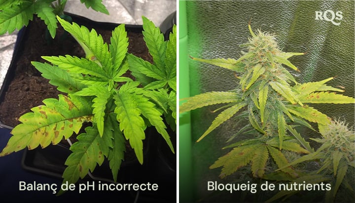 Comparació de plantes de cànnabis afectades per un desequilibri del pH i un bloqueig de nutrients, amb groguejament i enfosquiment visibles de les fulles. Relacionat amb fulles grogues de cànnabis i deficiències de nutrients.