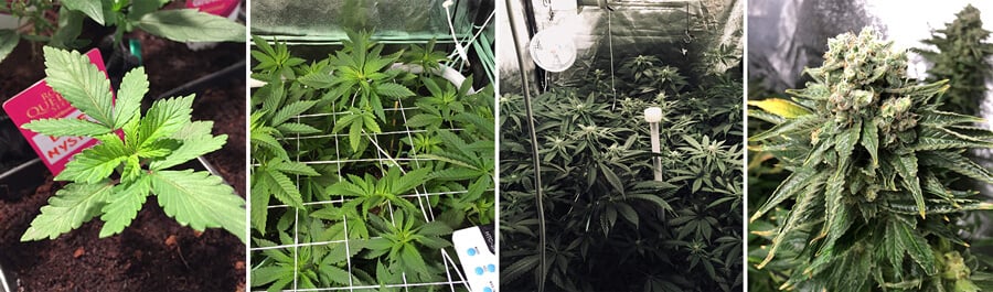 Collage de fotos que mostren el creixement d'una planta de cànnabis Blue Mystic en una sala de cultiu interior, des de fulles verdes vibrants fins al desenvolupament de cabdells madurs, destacant tot el seu viatge fins a la collita.