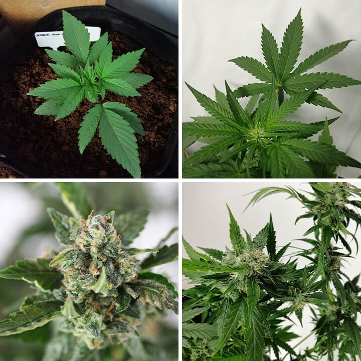 Collage de 4 fotos de la planta de cànnabis Bubble Kush Auto, mostrant una planta jove, fulles verdes saludables i cabdells resinosos i madurs.