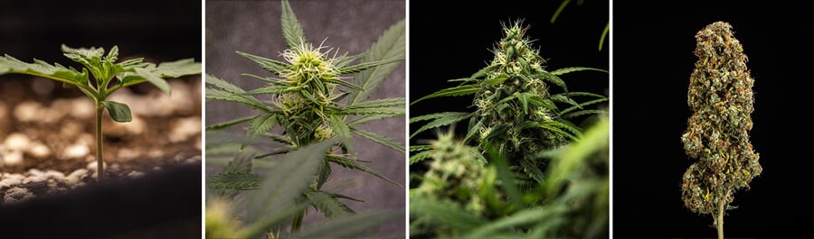 Cherry Pie cannabis plant growth stages: seedling, young plant, flowering plant, and mature plant.