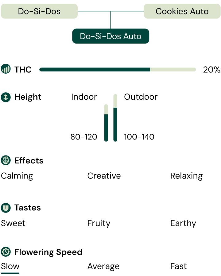 Do-Si-Dos Auto strain chart detailing THC levels, flavor profile, and growth structure. Compact, indica-dominant autoflower with sweet and earthy aromas.