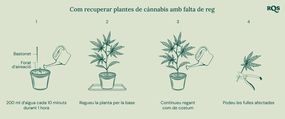 How to fix underwatered cannabis