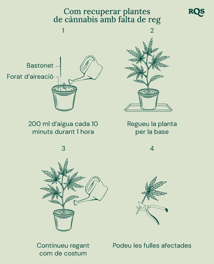 How to fix underwatered cannabis