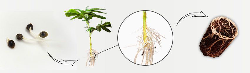 The Cannabis Plant Anatomy - Royal Queen Seeds