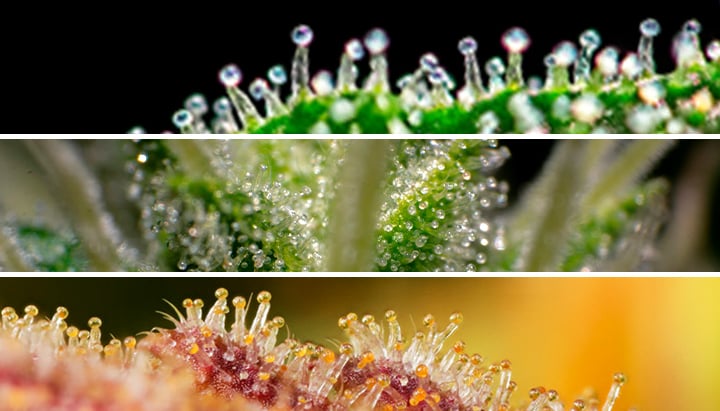 Live Trichome on a Cannabis Plant, shot at 10x using a Mitutoyo microscope  objective🤓 : r/MacroPorn