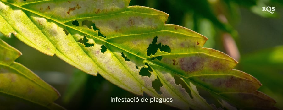 Fulla de cànnabis danyada per plagues, amb forats i descoloració causada per la infestació. Relacionat amb les taques grogues a les fulles de cànnabis i el groguejament relacionat amb les plagues.