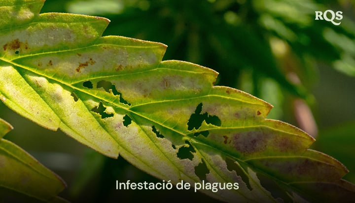 Fulla de cànnabis danyada per plagues, amb forats i descoloració causada per la infestació. Relacionat amb les taques grogues a les fulles de cànnabis i el groguejament relacionat amb les plagues.