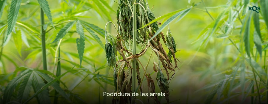 Planta de cànnabis afectada per la podridura de les arrels amb fulles groguejant i caigudes, causada per un excés d'aigua i un drenatge deficient. Destaca les fulles grogues del cànnabis i els símptomes de la marihuana groga.