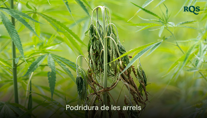 Planta de cànnabis afectada per la podridura de les arrels amb fulles groguejant i caigudes, causada per un excés d'aigua i un drenatge deficient. Destaca les fulles grogues del cànnabis i els símptomes de la marihuana groga.