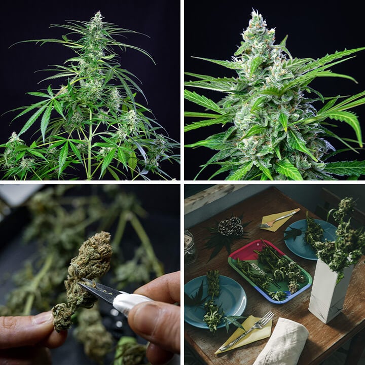 A Royal AK cannabis plant at various growth stages: seedling, young plant, flowering plant with buds, and mature plant. Royal AK is a sativa-dominant strain known for its citrus flavor and uplifting effects.