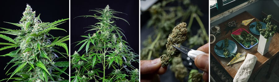 A Royal AK cannabis plant at various growth stages: seedling, young plant, flowering plant with buds, and mature plant. Royal AK is a sativa-dominant strain known for its citrus flavor and uplifting effects.