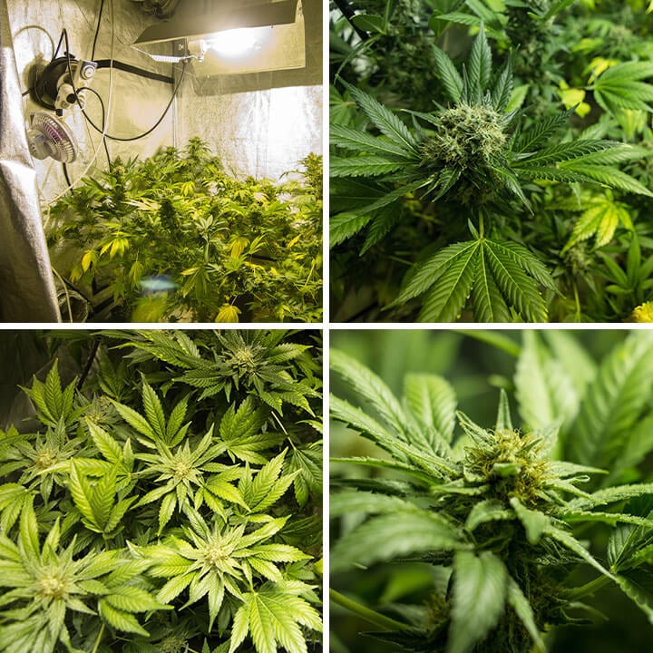 Sèrie de fotos que destaquen les característiques úniques d'una planta de cànnabis Somango XL cultivada a l'interior, amb fulles àmplies i cabdells glaçats, destacant les qualitats distintives de la varietat.