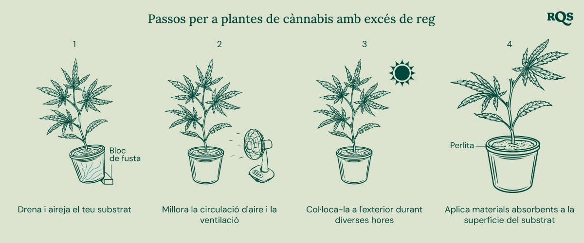 How to fix underwatered cannabis