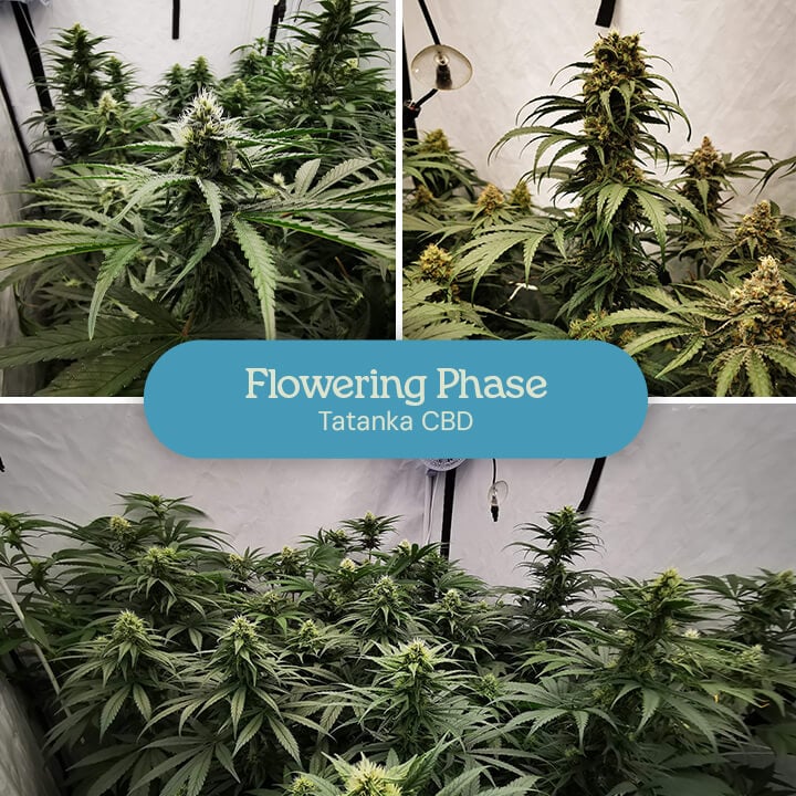 Collage of three images of Tatanka CBD plants in the flowering stage: developing buds, buds forming in a grow tent, and mature buds.