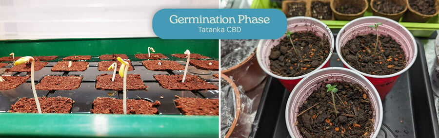 Two images of Tatanka CBD seed germination: one showing seeds sprouting in a growing medium, the other with sprouted seedlings in red Solo cups.