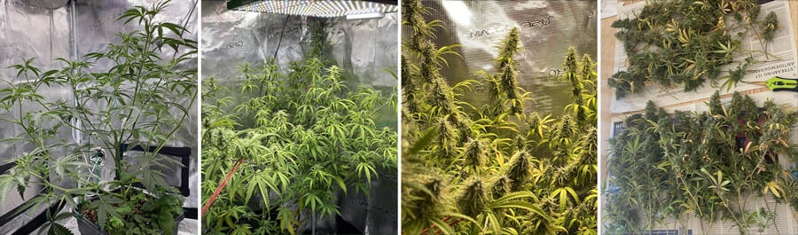 A Trainwreck cannabis plant at various growth stages, including seedlings, young plants, flowering plants with buds, and mature plants with dense buds. Known for its citrus flavor and uplifting effects.